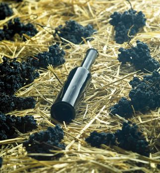 straw wine (neronet), Biza Winery, Cejkovice, Czech Republic
