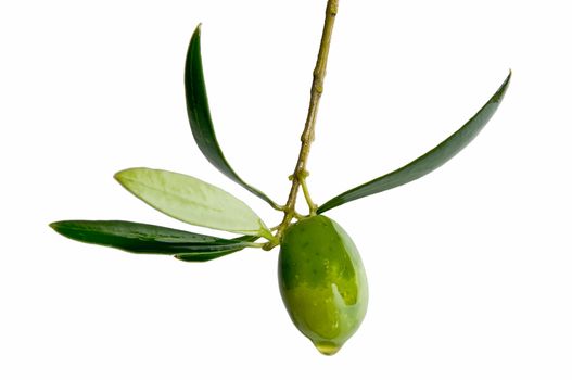 fresh olives on white background