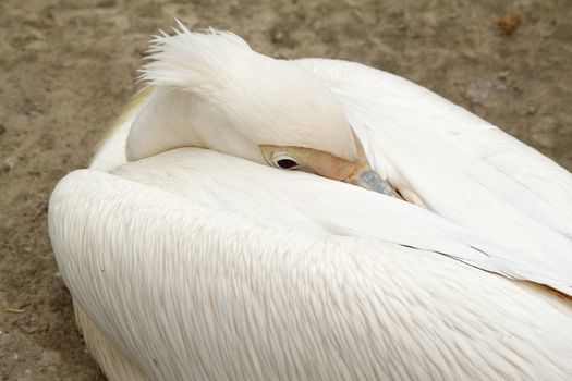 Pink pelican in the zoo