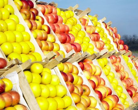 apples, Serbia