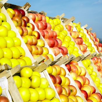 apples, Serbia