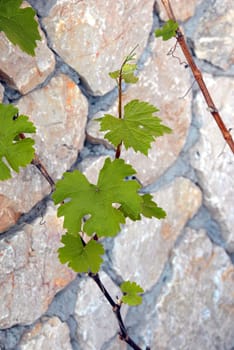 young green vine leaves outdoor over stone background