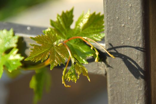 green young vine plant closeup