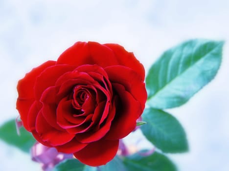 one red blooming rose with blur green leaves