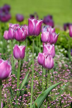 purple  tulips natural floral backgrounds outdoor