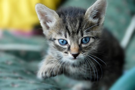 little baby mixed-bread cat portrait blue eyes closeup