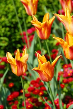 red and yellow  tulips natural floral backgrounds outdoor