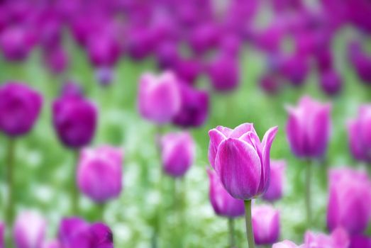 purple  tulips natural floral backgrounds outdoor
