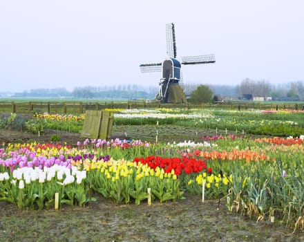 windmill with tulips near Offem, Netherlands