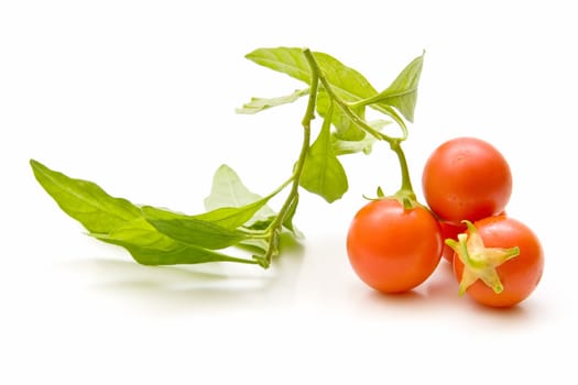 Freshly harvested tomatoes on white background