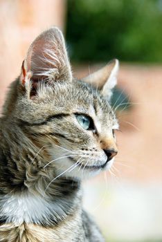 young domestic mixed-bread gray cat with green eyes