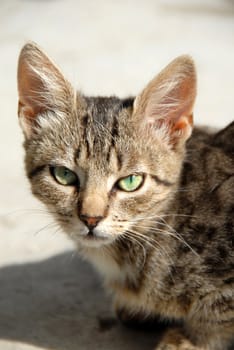 young domestic mixed-bread gray cat with green eyes