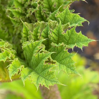 detail of leaf, Keukenhof Gardens, Lisse, Netherlands