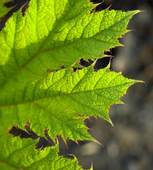 detail of leaf, Keukenhof Gardens, Lisse, Netherlands