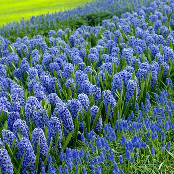 Keukenhof Gardens, Lisse, Netherlands
