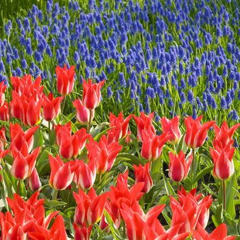 Keukenhof Gardens, Lisse, Netherlands