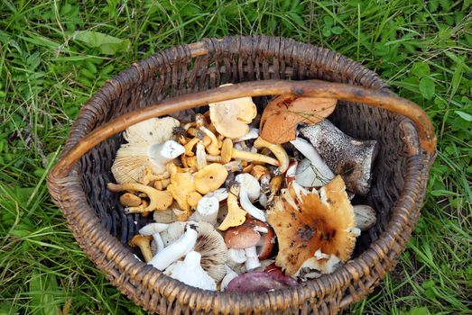 various fresh mushrooms in basket over grass