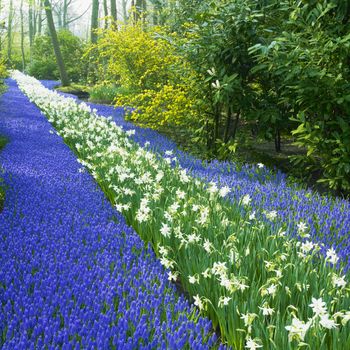 Keukenhof Gardens, Lisse, Netherlands