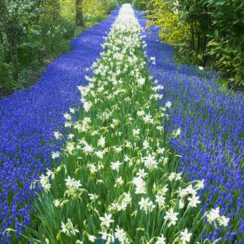 Keukenhof Gardens, Lisse, Netherlands