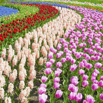 Keukenhof Gardens, Lisse, Netherlands