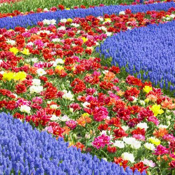 Keukenhof Gardens, Lisse, Netherlands