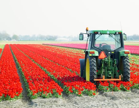 tractor on the tulip field, Netherlands