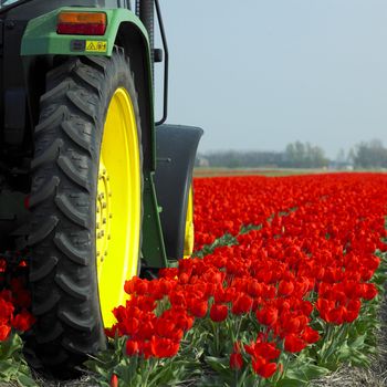 tractor on the tulip field, Netherlands