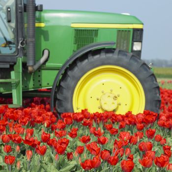 tractor on the tulip field, Netherlands