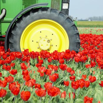 tractor on the tulip field, Netherlands