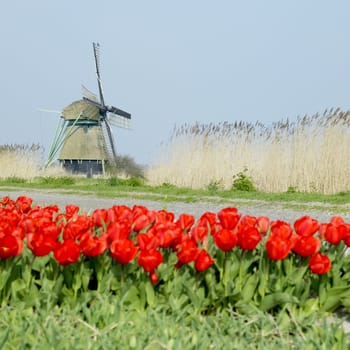 windmill with tulip field near Ooster Egalementsloot canal, Netherlands