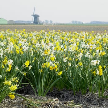 windmill with daffodils near Sint-Maartens-vlotbrug, Netherlands