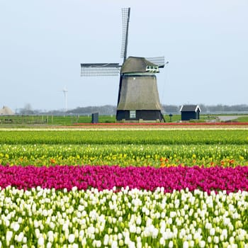 windmill with tulip field near Sint-Maartens-vlotbrug, Netherlands