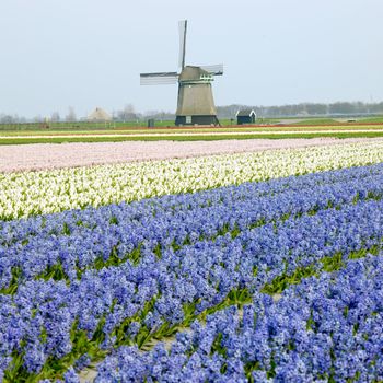 windmill with hyacinth field near Sint-Maartens-vlotbrug, Netherlands
