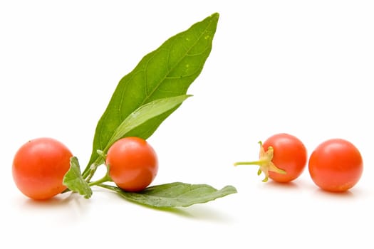 Freshly harvested tomatoes on white background