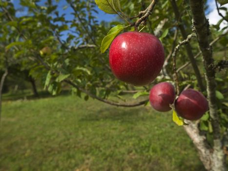 Three red apples hanging on the tree. Focus on the foreground.