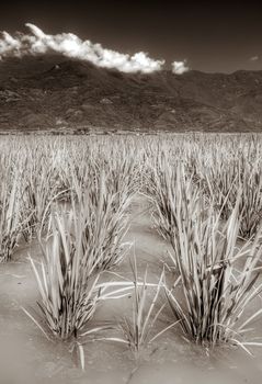 Dramatic farm of rice in the water with hill and cloud.