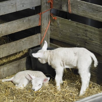 lambs, Den Hoorn, Texel Island, Netherlands