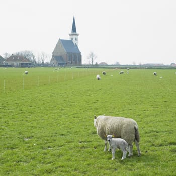 sheep with a lamb, Den Hoorn, Texel Island, Netherlands