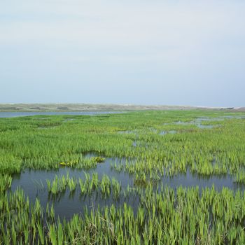 Texel Island, Netherlands