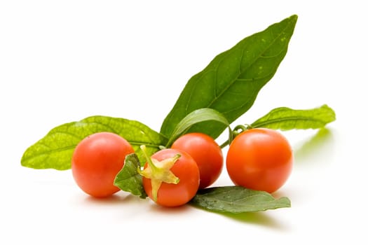 Freshly harvested tomatoes on white background