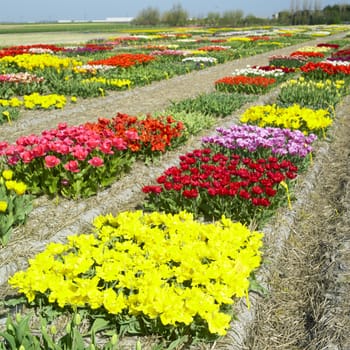 garden, Netherlands