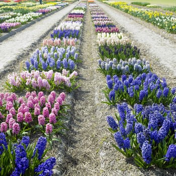 garden, Netherlands