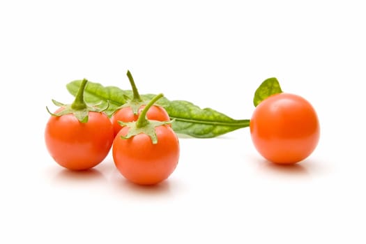 Freshly harvested tomatoes on white background