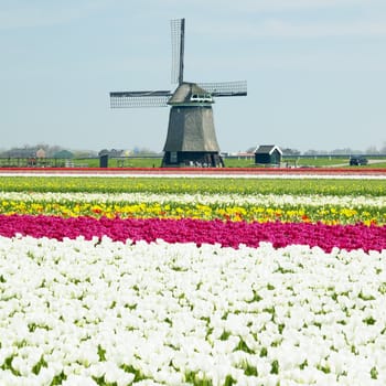 windmill with tulip field near Sint-Maartens-vlotbrug, Netherlands