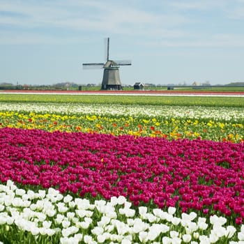 windmill with tulip field near Sint-Maartens-vlotbrug, Netherlands