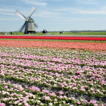 windmill with tulip field near Sint-Maartens-vlotbrug, Netherlands