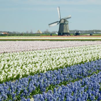 windmill with hyacinth field near Sint-Maartens-vlotbrug, Netherlands