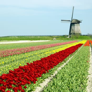 windmill with tulip field near Schermerhorn, Netherlands