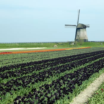 windmill with tulip field near Schermerhorn, Netherlands