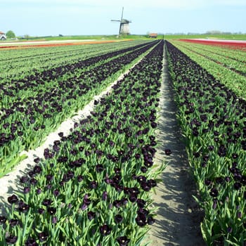 windmill with tulip field near Schermerhorn, Netherlands